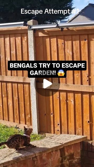 Chai & Aura on Instagram: "Our Bengals try to escape the garden after we put up the "unescapable fence rollers"... or so we thought. #bengalcat #bengalcats #cats #catproof #funny #fail" Cat Roller Fence, Cat Proofing Fence, Cat Fence Rollers, Cat Safe Garden, Cat Proof Garden, Cat Proof Fence, Funny Cat Fails, Cat Fence, Cat Proofing