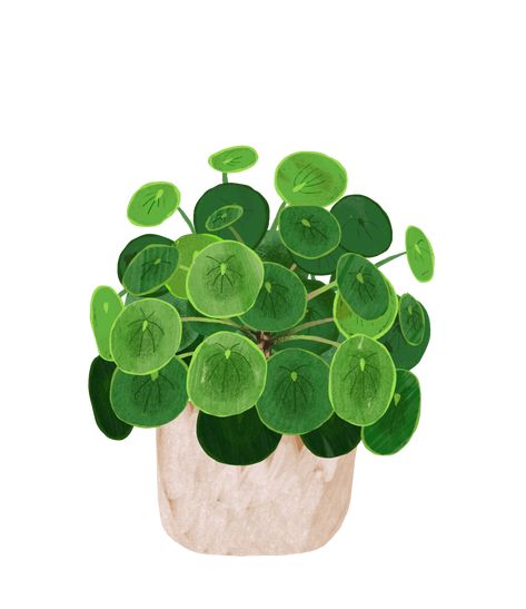 Chinese Money Plant, Smart Garden, Plant Guide, Plant Painting, Plant Drawing, Plant Roots, Plant Illustration, Plant Art, Plant Care