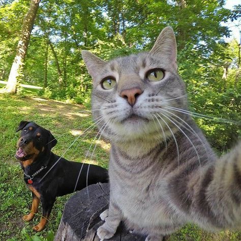 Selfie Cat, Selfie Pose, Take A Selfie, Cat Selfie, Cat Care, Tabby Cat, A Cat, Read More, Take A