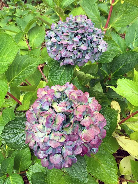 What Should I Do To Hydrangeas In The Fall? - Hyannis Country Garden