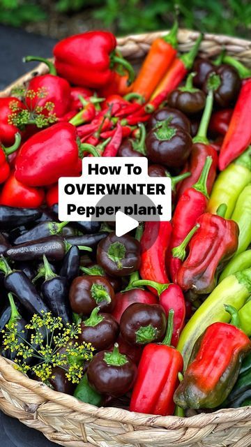 Visakha Mao on Instagram: "Pepper plants are perennial, meaning they can live for many years in the right conditions.

WHAT IS OVERWINTERING?

🌶️Since pepper plants cannot tolerate a hard frost, we want to keep them alive through winter.

WHY OVERWINTER PEPPER PLANTS? 

🌶️The main reason to overwinter is to give the plants a head start in the following year. 

🌶️ The benefits of overwinter pepper plants will help the plant to regrow more quickly, healthy,  and Larger yields. 

🌶️ Another reason , I want to overwinter is to preserve some special varieties of pepper plants. 

🌶️ If you live in warmer climates, like zone 10b, you can grow them year round.

🌶️ if you Live in frost area, you can overwinter pepper plant in small containers and keep indoor or in greenhouse. And bring them b Overwintering Pepper Plants, Overwintering Plants, Hot Peppers Plants, Bell Pepper Plant, Regrow Vegetables, Pepper Plant, Garden Container, Garden Vegetables, Overwintering