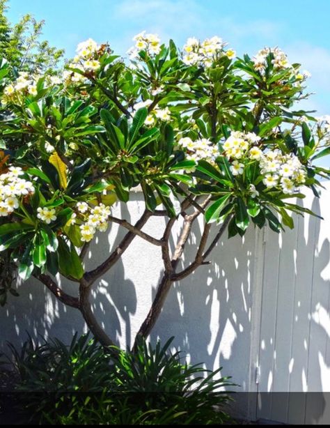 Plumeria Alba, Plumeria Tree, Tropical Landscape Design, Trees Garden, Tropical Garden Design, Tropical Backyard, Pool Landscape Design, Fall Garden Vegetables, Outdoor Gardens Design