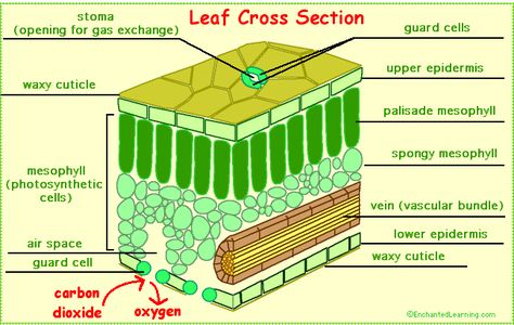 Leaves and Leaf Anatomy - EnchantedLearning.com Leaf Structure And Function, Structure Of A Leaf, Leaf Anatomy, Extra Knowledge, Plant Physiology, Leaf Structure, Plants Unit, Microscopic Photography, Plant Structure