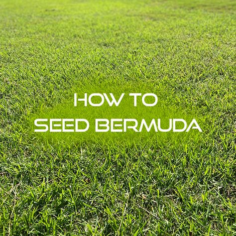 How to Seed a New Bermuda Lawn - Lawn and Petal Bermuda Grass Lawn, Bermuda Grass Seed, Lawn Renovation, Lawn Care Schedule, Seeding Lawn, Bermuda Grass, Growing Grass, Lawn And Landscape, Green With Envy