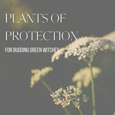 5 Plants of Protection for the Green Witch – hauswitch Green Witch Protection Spell, Witch Landscaping, Flowers For Protection, Green Witch Outfit Modern, Protection Plants Witchcraft, Green Witch Plants, Witch Garden Plants, Witch Garden Aesthetic, Garden Witchcraft