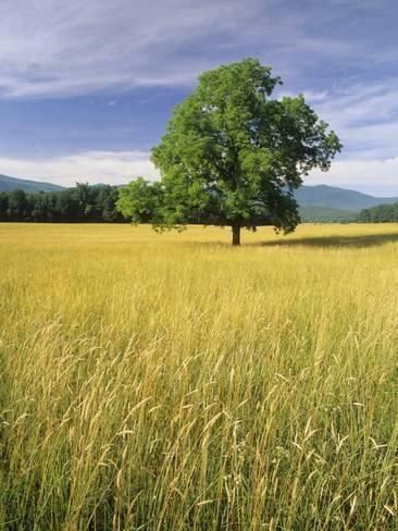 Tree In A Field, Photography Posters, Adam Jones, Nature Photography Flowers, Single Tree, Cades Cove, Photography Guide, Tree Photography, Great Smoky Mountains National Park