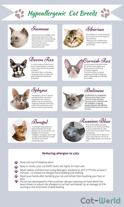 Hypoallergenic Cat Breeds, Cat Breeds Hypoallergenic, Cat Breeds Ragdoll, All Cat Breeds, Hypoallergenic Cats, Dream's Cat, Cat Info, Cat Hacks, Cat Reference