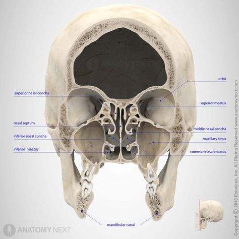 Art Proportions, Sinus Anatomy, Anatomy Easy, Neck Muscle Anatomy, Maxillary Sinus, Human Skeleton Anatomy, Visual Information, Skull Anatomy, Head Anatomy