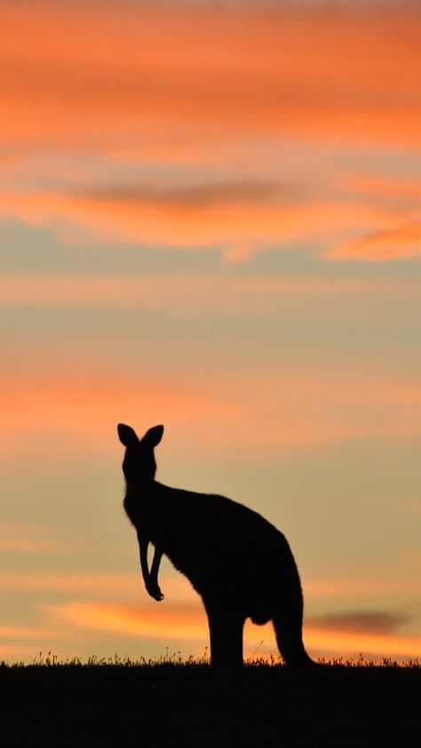 19 iPhone Wallpapers That Will Make All Aussies Proud Kangaroo Wallpaper, Australia Wallpaper, Sydney Fashion, Country Backgrounds, Australia Animals, Australian Travel, Perfectly Timed Photos, Iphone Wallpaper Pattern, Visit Australia