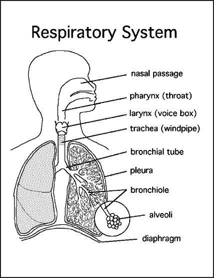 Respiratory System Activities, Respiratory System Anatomy, Human Respiratory System, The Respiratory System, Basic Anatomy And Physiology, Nurse Study Notes, Nursing Student Tips, Biology Facts, Medical Student Study