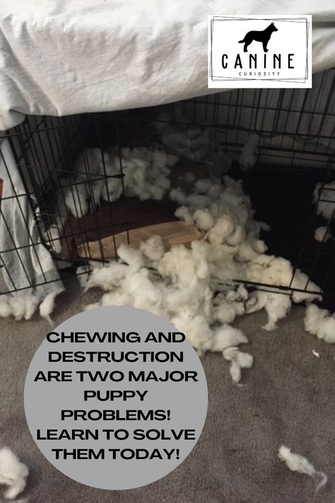 Prior to getting your puppy make sure your puppy proof your house and yard. Remove all things the puppy will want to chew on, including but not limited to picking up shoes/ loose clothing articles in a basket up on a shelf where they cannot reach. Removing nice area rugs they could chew on. Cover dangerous or exposed cables and wires to avoid electrocution and electrical sockets should be covered. Puppy Proofing House Ideas, Puppy Proofing House, Cables And Wires, Puppy Proofing, Dog Behavior Problems, Puppy Chewing, Loose Clothing, Behavior Problems, Dog Kennel