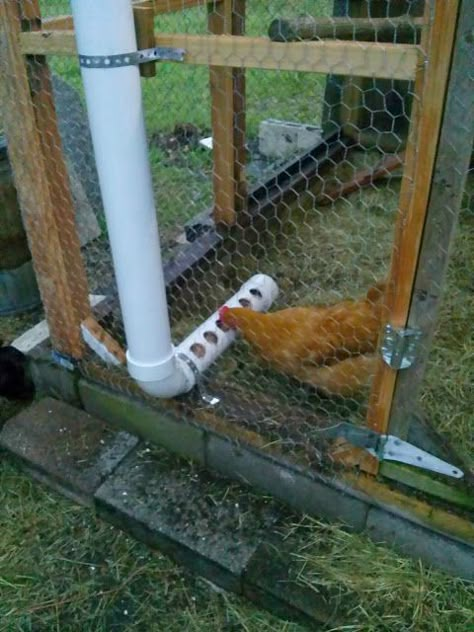 Quail Keeping, Pvc Chicken Feeder, Chicken Tunnels, Chicken Feeder Diy, Cute Chicken Coops, Easy Chicken Coop, Backyard Chicken Coop Plans, Chicken Waterer, Diy Chicken Coop Plans