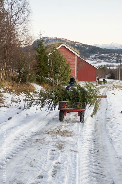 God Jul, Old Fashioned Christmas, Christmas Tree Farm, A Barn, Christmas Memory, Christmas Scenes, Primitive Christmas, Noel Christmas, Red Barn