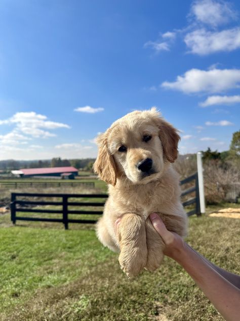 About - GoldenQuest Comfort Retrievers® Comfort Retriever, Miniature Golden Retriever, Mini Golden Retriever, Golden Retriever Breed, Puppy Starter Kit, Smartest Dogs, Emotional Support Dog, Multiple Dogs, Support Dog