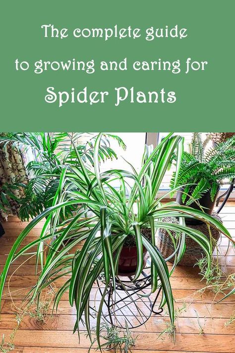 Fun Plants To Grow Indoors, Caring For Indoor Plants, Caring For Spider Plants, How To Care For Spider Plants Indoors, How To Grow Spider Plants, Spider Plant Planter Ideas, Indoor Spider Plant, How To Care For Spider Plants, Spider Plants Care