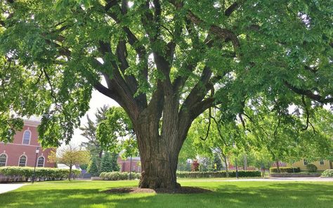 Utah Landscaping, Urban Tree, Forest Habitat, Elm Tree, Small Town America, Rock Landscaping, Urban Forest, Street Trees, Big Rock