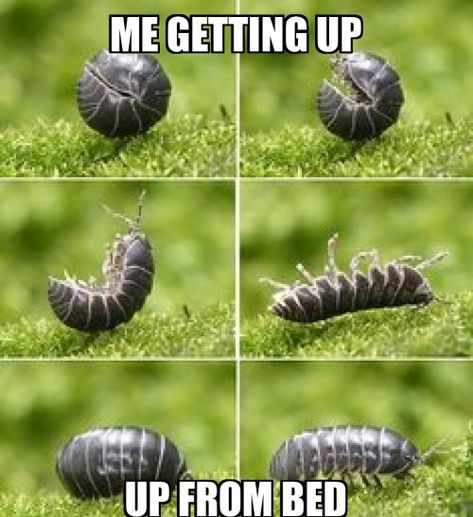 Pill Bug, Cool Bugs, Creepy Crawlies, Arthropods, A Bug, Silly Animals, Bugs And Insects, Love Bugs, Silly Me