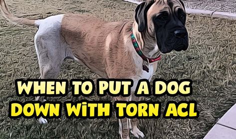 When to Put a Dog Down with Torn ACL Torn Acl In Dogs, Torn Acl, Acl Surgery, Anterior Cruciate Ligament, Acl Tear, Dog Remedies, Cruciate Ligament, Leg Braces, Old Dog