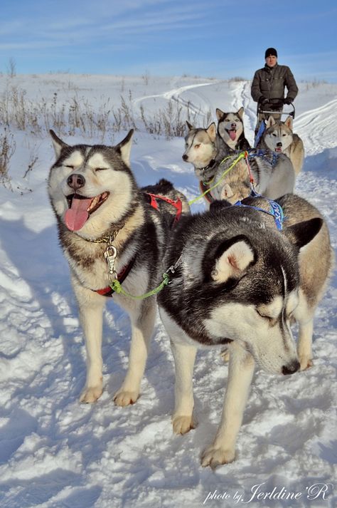 Dog Sleds, Husky Dog Names, Husky Sledding, Dog Names Unique, Sled Dogs, Sled Dog, Names Unique, Siberian Huskies, Snow Dogs