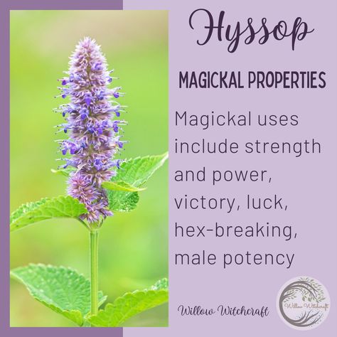 Hyssop Witchcraft, Hyssop Magical Properties, Witch Correspondence, Witchy Plants, Foraging Plants, Plant Magick, Herb Magick, Magical Food, Witches Garden