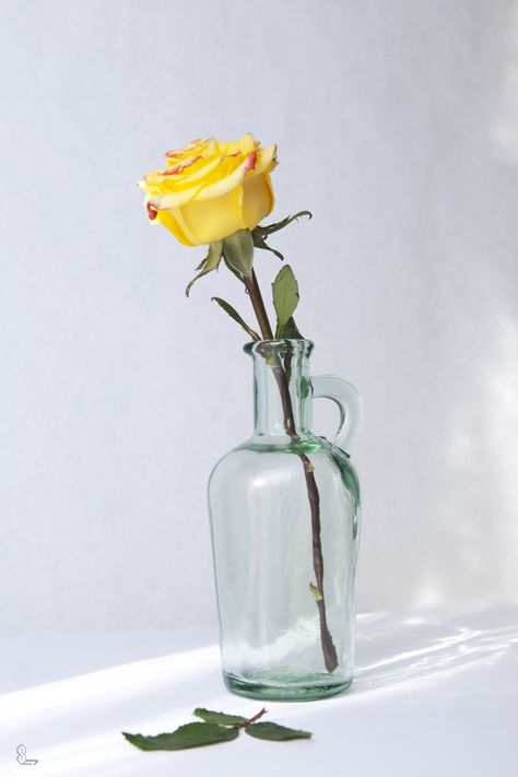 Photograph Yellow rose in an old bottle by Samantha Miller on 500px Roses Vase, Flowers In Vases, Still Life Pictures, Virgo Season, Flower Vase Arrangements, Flower Bar, Gift Delivery, Still Life Photos, Inspo Pics