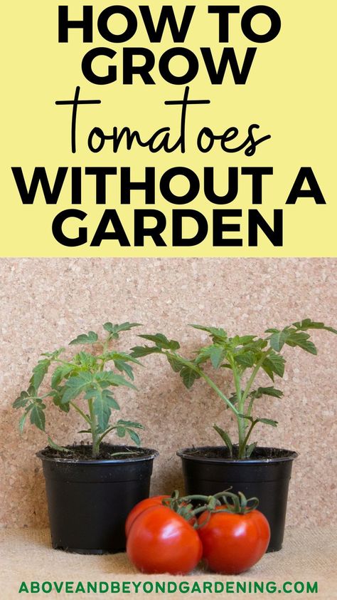 How to grow tomatoes without a garden? Can you grow tomatoes indoors? A simple indoor gardening guide with gardening tips and gardening hacks to grow juicy tomatoes. Door Tree, Growing Tomatoes Indoors, Juicy Tomatoes, Growing Tomatoes, Growing Vegetables, Gardening Tips, Garden Landscaping, Indoor Plants, Canning