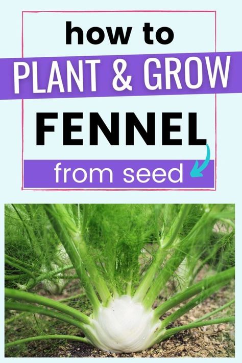 Discover how to plant and grow fennel from seed in this complete guide to growing fennel! Fennel is a delicious cool season crop that can be grown for the bulb, fennel leaf, or fennel seed. Click through to learn everything you need to know about growing your own fennel at home. Growing Fennel, Fennel Bulb, Plant Parent, Backyard Gardening, Growing Seeds, Fennel Seeds, Planting Herbs, Plant Food, Parenting Guide