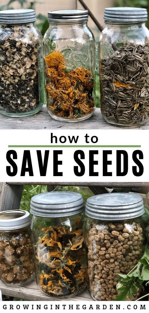 How To Save Seeds, Plantarea Legumelor, Backyard Vegetable Garden, Save Seeds, Seeds Growing, Saving Seeds, Herb Garden Design, Wallpaper Retro, Backyard Vegetable Gardens