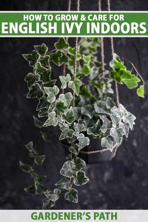 A close up vertical image of variegated ivy (Hedera helix) growing in a hanging planter pictured on a soft focus background. To the top and bottom of the frame is green and white printed text. Ivy Plant Care, English Ivy Indoor, Ivy Houseplant, Indoor Ivy, Ivy Plant Indoor, Plants 101, Grow Asparagus, English Ivy Plant, Houseplant Tips