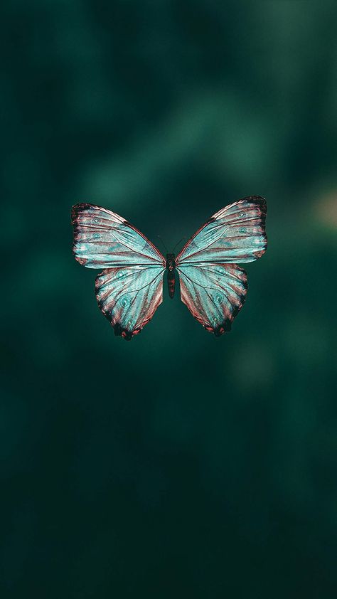 Blue Morpho Butterfly · Free Stock Photo Turquoise Aesthetic, Teal Butterfly, Blue Butterfly Wallpaper, Blue Morpho Butterfly, Wallpaper Girly, Butterfly Images, Butterfly Photos, Iphone Background Images, Emotional Photography