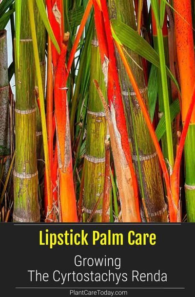 Lipstick Palm trunk (Cyrtostachys Renda) is accented by attractive leaf scars a suckering plant, producing slender trunks, naturally dense, multi-tiered #lipstickpalmcare Cyrtostachys Renda, Lipstick Palm, Palm Tree Care, Palm Trees Garden, Tropical Landscape Design, Landscaping Projects, Bamboo Palm, Artsy Ideas, Red Palm