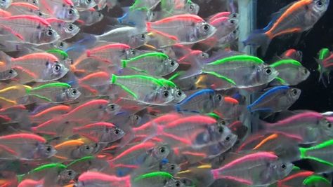 Ornamental fishes,transparent fishes Fishes Aquarium, Transparent Fish, Fish Stock, Fishing Girls, Fishing Life, Beautiful Fish, Silly Animals, Aesthetic Colors, Big Fish