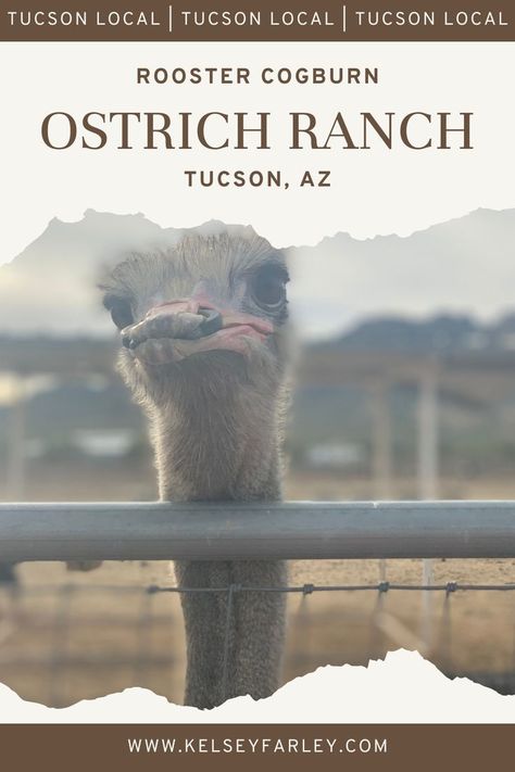 When visiting Tucson, AZ you will have to make a stop at Rooster Cogburn Ostrich Ranch. People often wonder what there is to do in Tucson, and the answer is this! Family-friendly and all ages approved, this ostrich ranch is a must when visiting Tucson, AZ! Rooster Cogburn, Arizona Trip, Trip To Grand Canyon, Arizona Travel, Wildlife Sanctuary, Tucson Az, Tucson, Us Travel, Grand Canyon