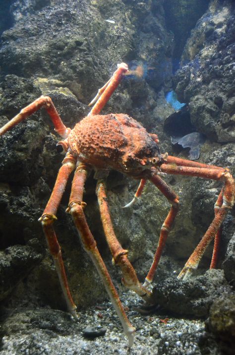 Giant Japanese spider Crab Japanese Spider Crab, Silly Animal Pictures, Spider Crab, Sea Spider, Crab Spider, Creepy Animals, Sea Crab, Aquatic Animals, Arthropods