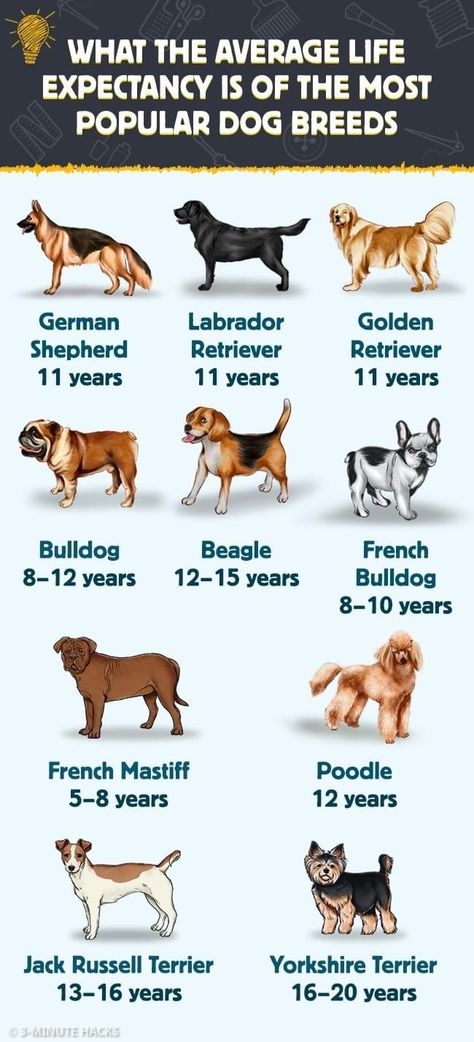 Farm Dogs Breeds, Dog Breeds Chart, Dog Breed Names, French Mastiff, Dog Breeds List, Pet Spaces, Farm Dogs, Most Popular Dog Breeds, Types Of Dogs