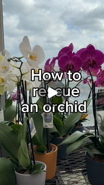 Krystal Duran on Instagram: "Just because it has no blooms, doesn’t mean it’s trash! 🥲  You’ll find many phalaenopsis orchids discounted once the blooms fall. It’s a perfect opportunity to give them a refresh and get them back to their full potential. When the blooms have died off, you can incorporate orchid fertilizer into the watering. These lived in front of a north facing window and I watered when roots were silvery instead of green.   If you found this helpful, consider following along for more plant care and plant projects. Leave any questions down below!   #orchidcare #plantrescue #orchidflower" Repotting Orchids In Glass Vase, Growing Orchids In Water, How To Take Care Of Orchids Plants, How To Care For Orchids, How To Replant Orchids, Orchid In Water, Orchid Flower Aesthetic, Water Culture Orchids, Caring For Orchids