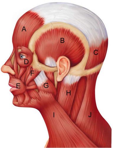 Head Muscles Anatomy, Face Muscles Anatomy, Muscles Of The Head, Facial Muscles Anatomy, Neck Muscle Anatomy, Muscle Names, Ear Model, Face Muscles, Head Muscles