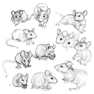 Chelsea Loren Edwards Sketchblog: Field Mice Sketches Mice Illustration Drawings, Happy Animals Drawing, Drawings Of Mice, Mouse Running Drawing, Rodents Drawing, Field Mouse Tattoo, How To Draw Mouse, Mouse Drawing Reference, Cute Mice Drawings