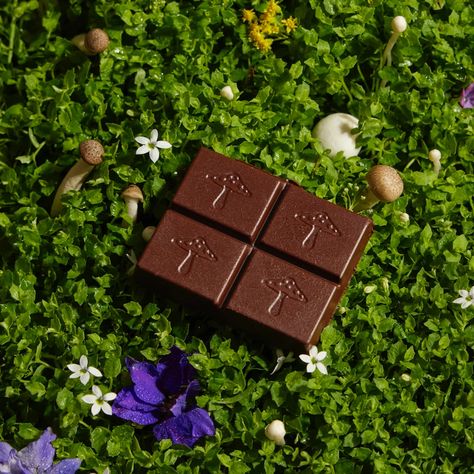 Alice Mushrooms sells chocolate treats using mushrooms combined with nootropics and adaptogens. - Read trustworthy reviews of Alice Mushrooms Mushroom Chocolate, Magnesium For Sleep, Chocolate Bites, Calm Mind, Natural Caffeine, Sleep Cycle, Sleep Pattern, Night Cap, Decadent Chocolate