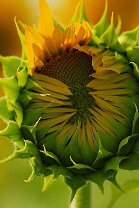 Sunflower Photography Vintage, Sunflower Photography, Photography Vintage, Vintage Photography, Flower Power, Sunflower, Plants, Flowers, Photography