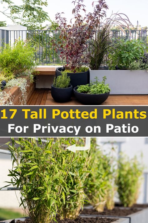 Deck Privacy Ideas With Plants, Potted Plants For Privacy, Balcony Privacy Plants, Plants On Deck, Privacy Screen Plants, Plants For Privacy, Backyard Zen, Apartment Patio Gardens, Tall Potted Plants