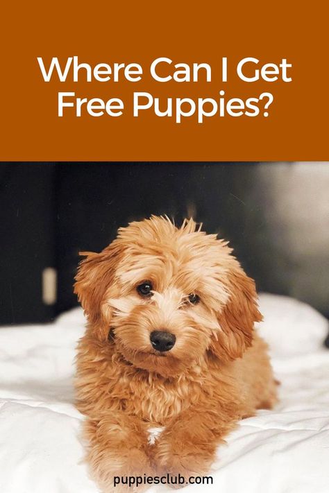 Where-Can-I-Get-Free-Puppies? Free Puppies Near Me, Toy Poodle Puppies For Sale Near Me, Teacup Puppies For Sale Near Me, Free Puppies For Adoption Near Me, Teacup Puppies For Sale Near Me Cheap, Teacup Maltipoo Puppy, Puppies For Sale Near Me Free, Dogs For Sale Near Me, Free Puppies For Adoption