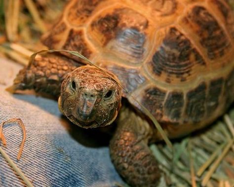 Russian Tortoise Care, Russian Tortoise Diet, Russian Tortoise, Tortoise Care, Tortoise Habitat, Desert Tortoise, Sulcata Tortoise, Galapagos Tortoise, Perfect Diet