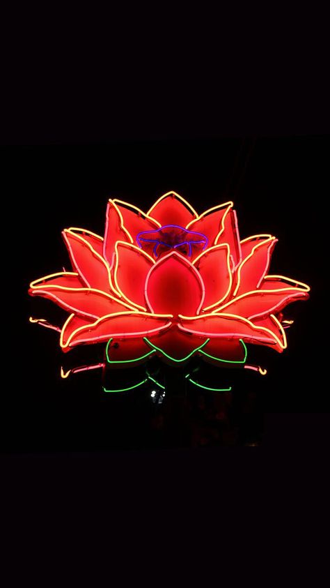 Lotus flower! ❤️  Downloaded from 10000+ Wallpapers. http://itunes.apple.com/app/id466993271. Thousands of HD wallpapers just for you! Lotus Wallpaper Iphone, Lotus Wallpaper, Diy String Lights, Red Lotus, Hd Wallpapers, Lotus Flower, String Lights, Hd Wallpaper, Iphone 12