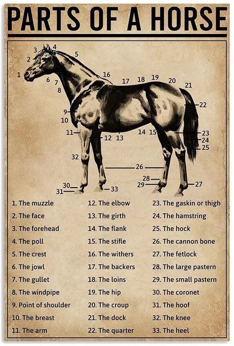 Parts Of A Horse, Horse Poster, Xmas Art, Horse Knowledge, A Horse, Posters Prints, Tin, Art Print, For Men