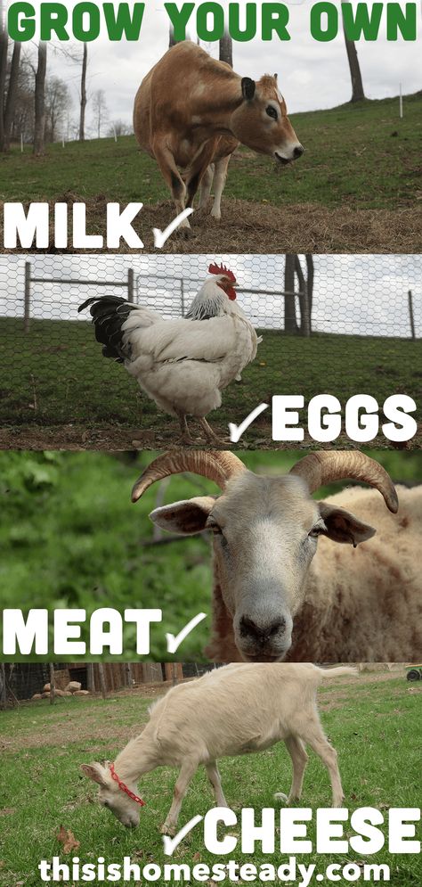 You have your land, beautiful grass growing, and even some fencing up, and now you find yourself asking the question all new homesteaders ask – What livestock should I raise?  If you want to be as self sufficient as possible, producing your own families food with as few outside inputs as possible we are going to help you select the right type of livestock and how many you should purchase. Diy Hobby Farm Ideas, Livestock Homestead, Farm Layout 10 Acres, Small Homestead Layout, 1 Acre Homestead Layout, Homestead Livestock, Raising Livestock, Homestead Layout, Homestead Animals