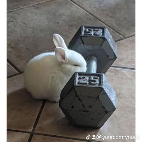 Pet Memes v6 @Memes To Show Your Cat #petmemes #pets #cats #cataccesories #catfashion #rabbits #petrabbits #pethacks #viral #trending Rabbit Meme, Rabbit Aesthetic, Bunny Meme, Funny Rabbit, Pet Memes, Funny Bunny, Cat Fashion, Funny Bunnies, Pet Rabbit