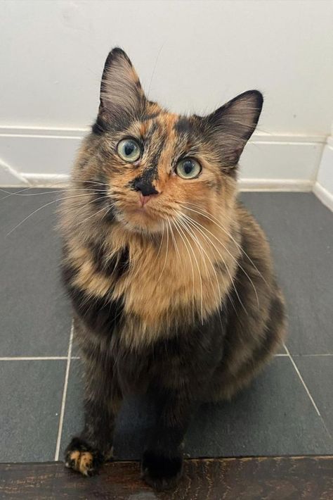 Pretty Tortoiseshell Cat, Fluffy Tortoiseshell Cat, Long Hair Tortoise Shell Cat, Diluted Tortoiseshell Cat, Tortishell Cat Aesthetic, Tortoishell Cats, Cat Tortoiseshell, Rudy Kot, Tortoiseshell Cats