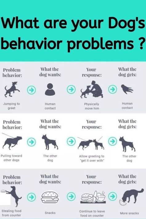 what are your dog's behavior problems? Puppy Training Guide, Pets Stuff, Dog Education, Dog Body Language, Dog Breeding, Dog Behavior Training, Dog Behavior Problems, Easiest Dogs To Train, Basic Dog Training