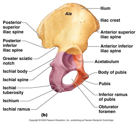 Hip Bone Landmarks Anatomy, Pelvic Girdle Anatomy, Pelvic Bone Anatomy, Appendicular Skeleton, Skeletal System Anatomy, Human Skeletal System, Pelvic Girdle, Pelvic Bone, Anatomy Bones